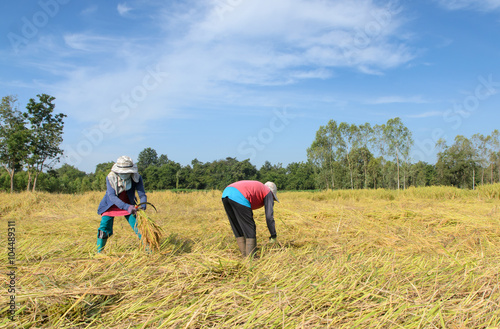 Thai farmer harvesting rice in the rice field