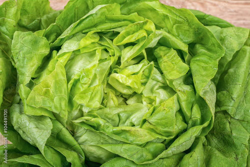 The detail of the leaves of spring lettuce The detail of the leaves of spring lettuce
