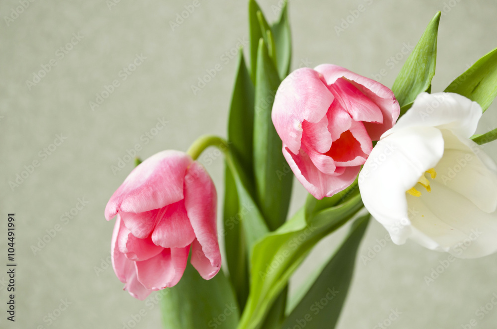 Fototapeta premium tulips on green background
