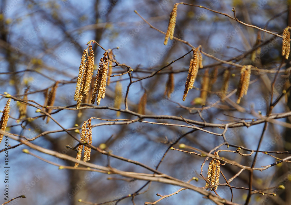 Naklejka premium Blüten des Haselstrauchs
