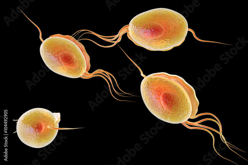 Trichomonas vaginalis isolated on black background. Sexually transmitted microorganism, protozoan, microbe. Microscopic view. Medical background. photo