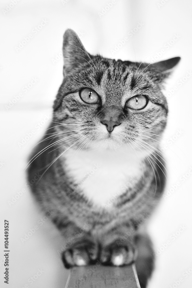 Fototapeta premium Katze