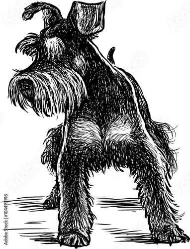 puppy of terrier