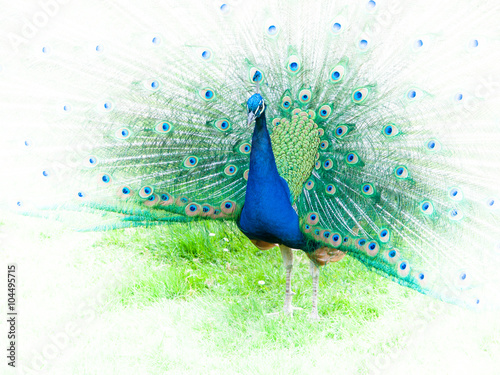 Portrait of peacock with spread feathers