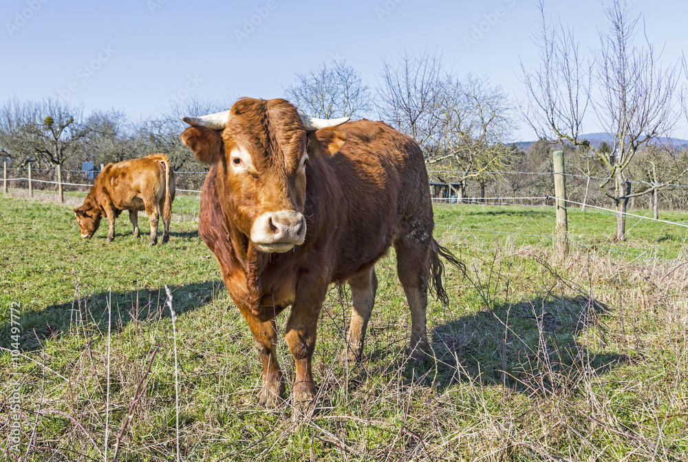 Brown cow standing on green meadow on blue sky background Brown cow standing on green meadow on blue sky background