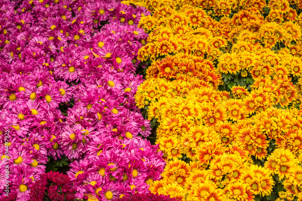 Obraz premium pink and yellow chrysanthemum blooming in the garden