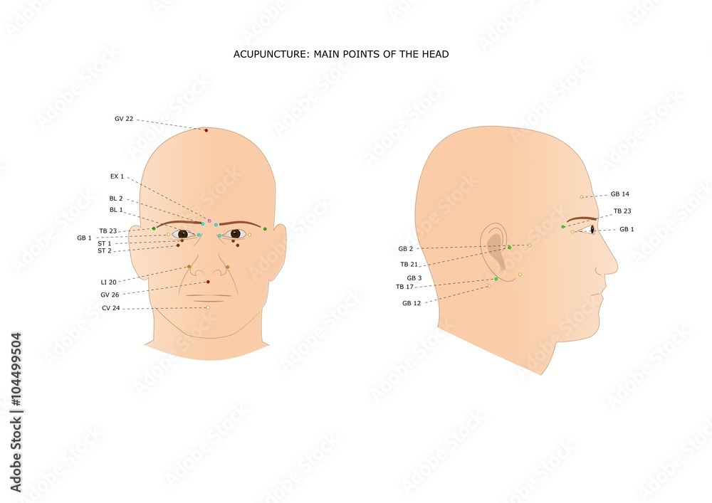 Acupuncture Main Points Of The Head Stock Vector Adobe Stock