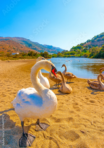 beautiful swans and ducks beside the sea at Neimporios beach at Chora, the capital of Andros island in Greece