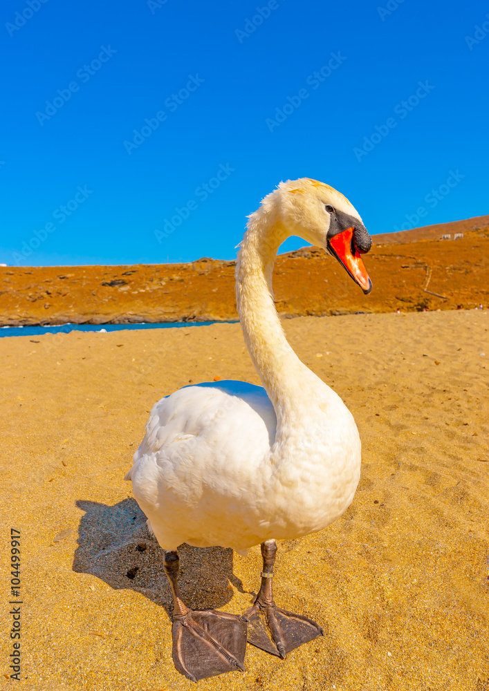 Fototapeta premium beautiful white swan beside the sea at Neimporios beach at Chora, the capital of Andros island in Greece