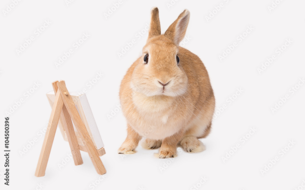 Obraz premium Kaninchen