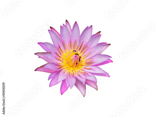 Lotus flower isolated on a white background