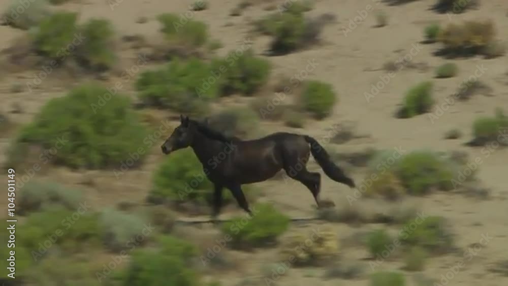 An aerial of a wild horse running. An aerial of a wild horse running.