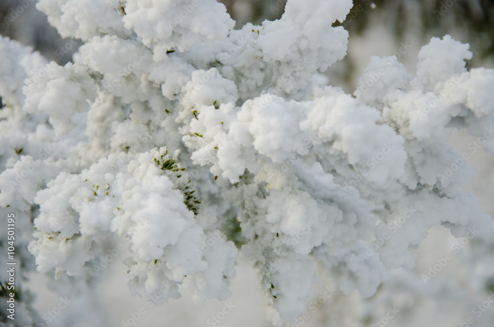 snowy spruce branch in the winter alpine,Christmas evergreen spruce tree with fresh snow snowy spruce branch in the winter alpine,Christmas evergreen spruce tree with fresh snow