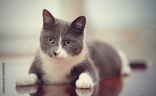 Domestic cat of a smoky-white color