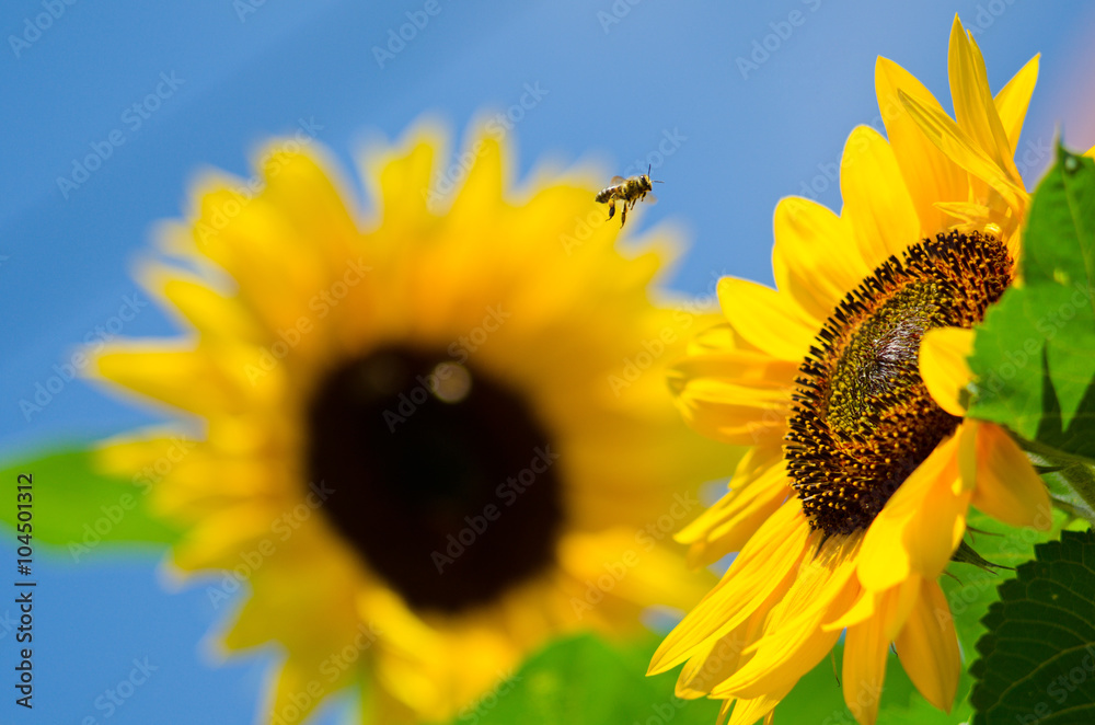 Obraz premium sunflower bee. Beautiful landscape sunflower in garden with soft focus clouds blue sky background. Flowers yellow and green garden during the daytime with bright sun light. 