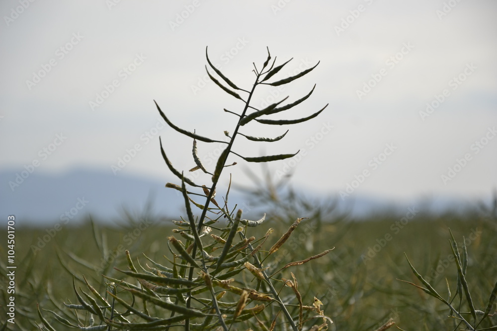 Fototapeta premium Ripe seeds of rape. Field of green ripeness oilseed rape isolated on a cloudy blue sky in summer time (Brassica napus), Canola corp, rapeseed plant landscape. Slovakia