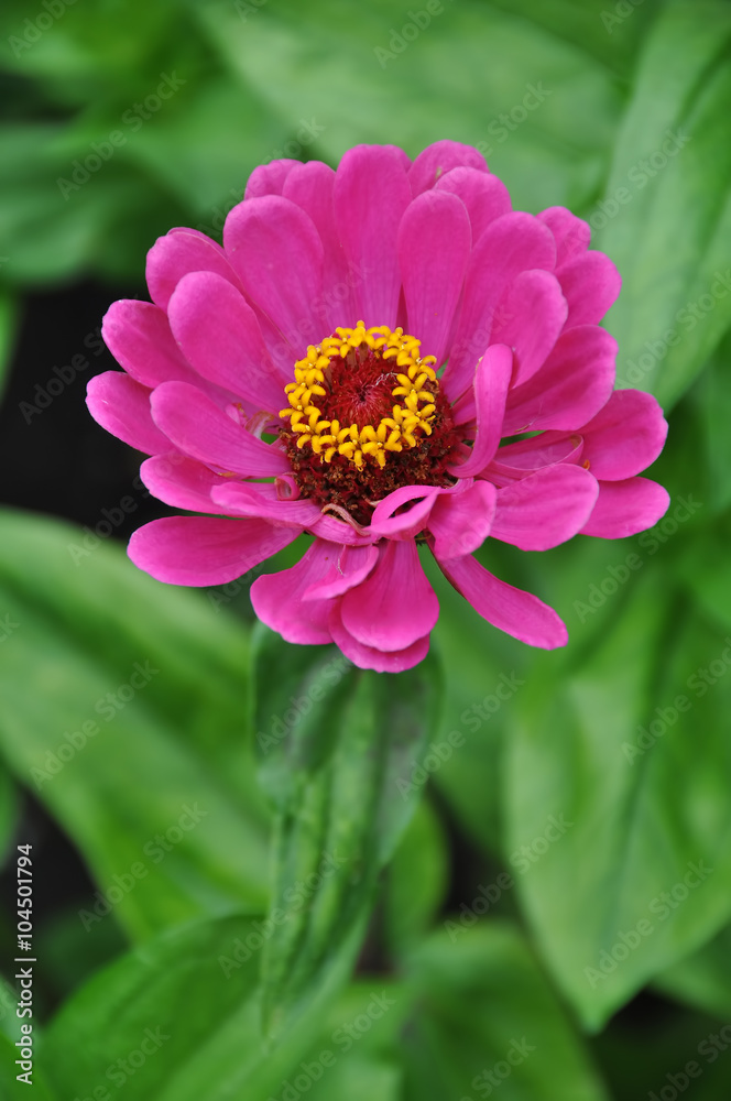 Fototapeta premium Magenta Zinnia flower