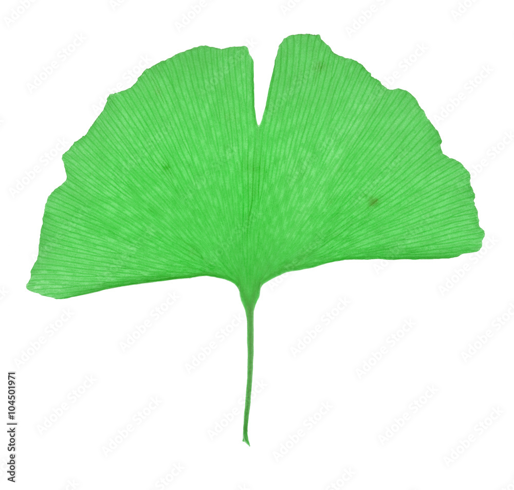 Fototapeta premium Ginko leaf