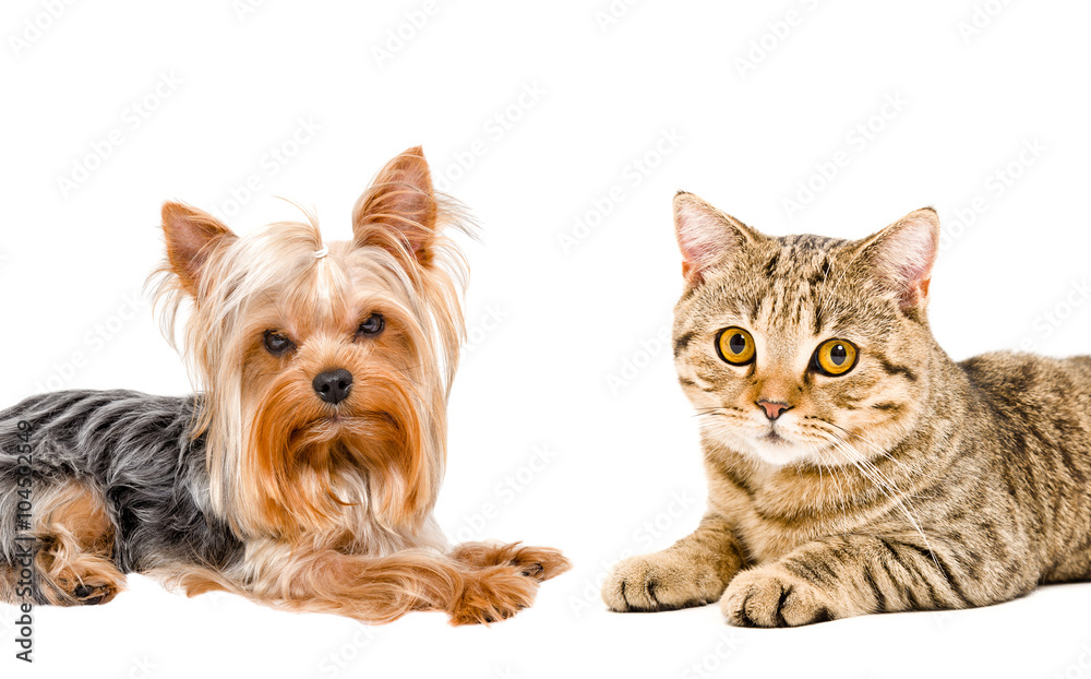 Portrait of cat Scottish Straight and Yorkshire terrier