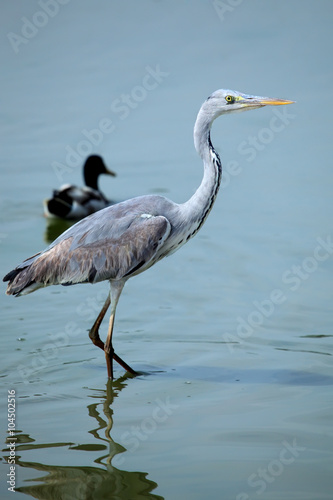  grey heron © leonidp