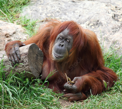Orangutan