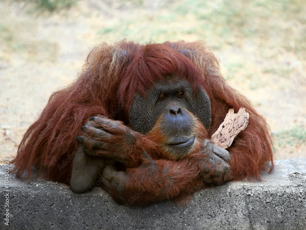 Naklejka premium Orangutan