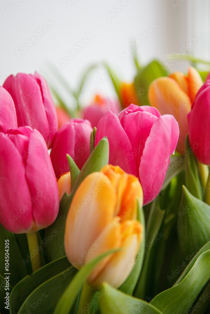 Tulip. Beautiful bouquet of tulips. colorful tulips. Tulip. Beautiful bouquet of tulips. colorful tulips.