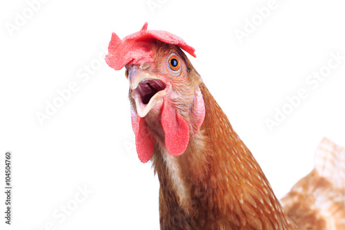 close up portrait full body of brown female eggs hen standing sh