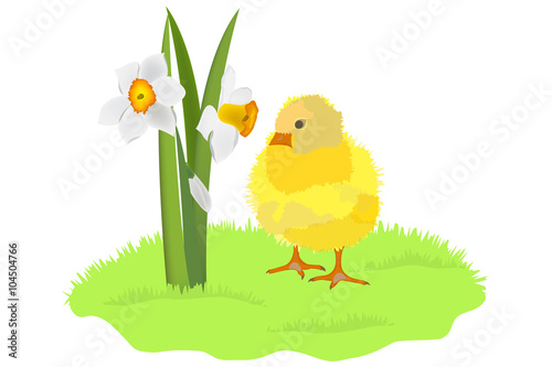 Chicken and daffodils on grass on white background