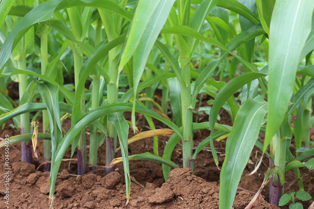 A corn farm A corn farm