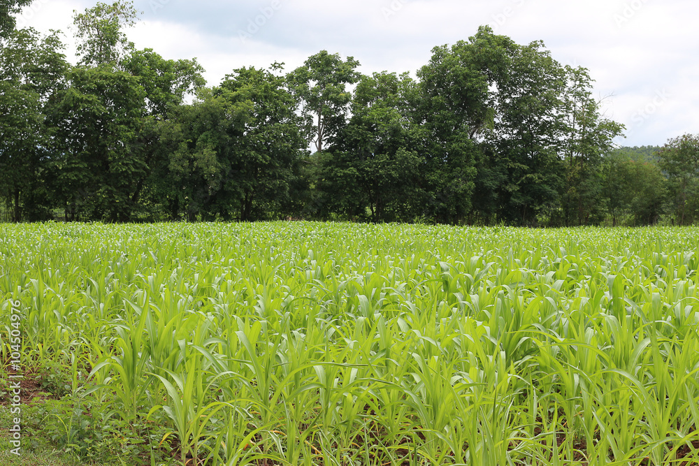 Fototapeta premium A corn farm