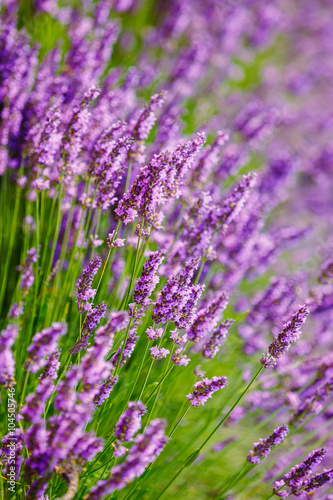 Lavender Flowers. Summer season. Close up. Background