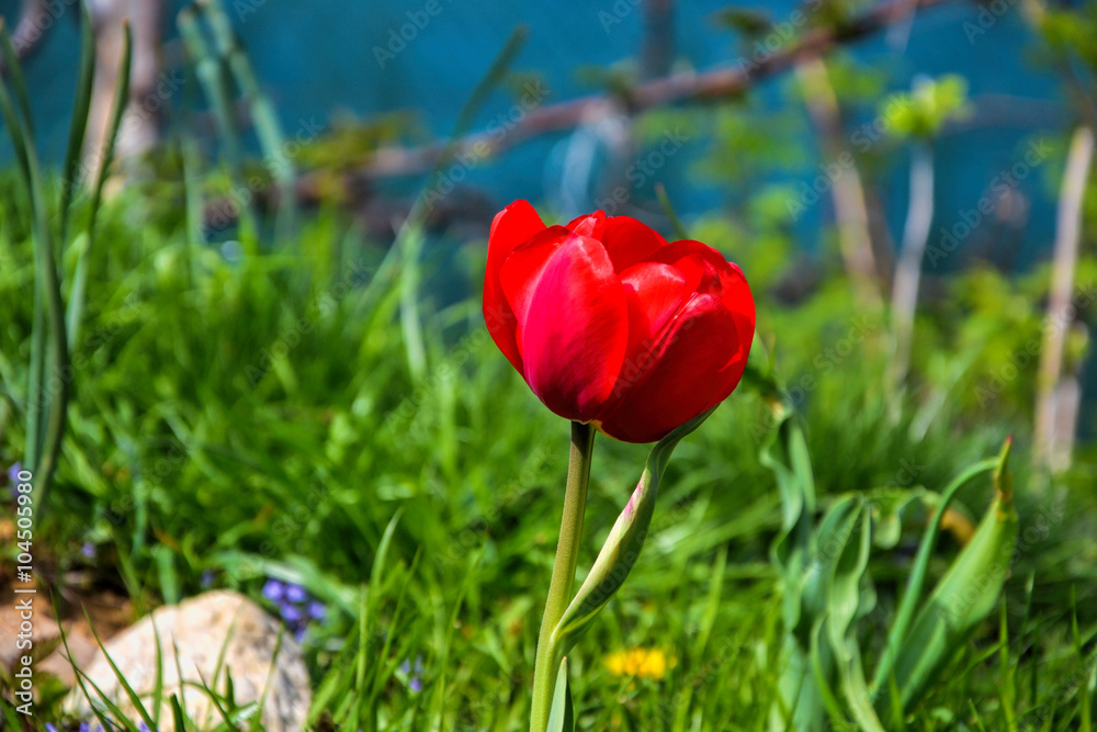 Beautiful flowering red tulips in the garden in springtime Beautiful flowering red tulips in the garden in springtime