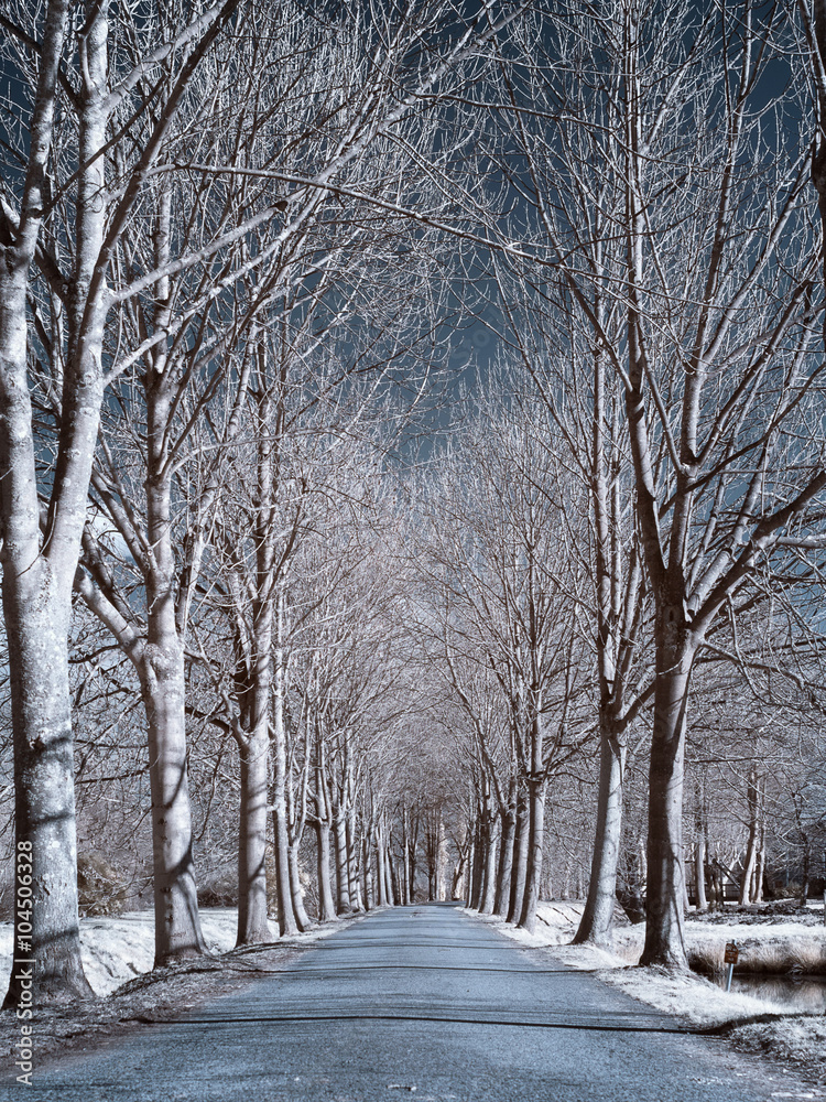 Fototapeta premium Allee - Infrarot Aufnahme