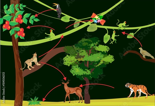 Jungle rainforest food chain vector illustration.