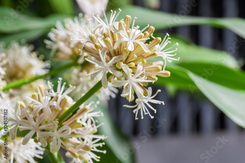Blooming Dracaena Flower at night
