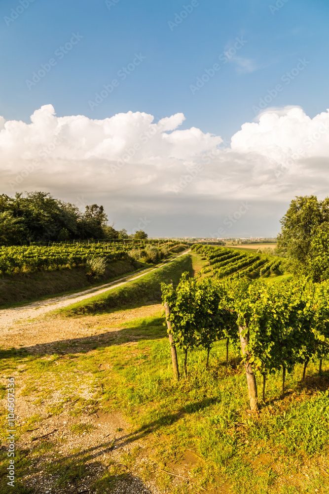 Naklejka premium grapevine field in the italian countryside