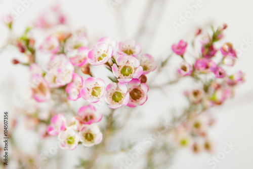 Fototapeta Naklejka Na Ścianę i Meble -  Zarte rosa Blüten 