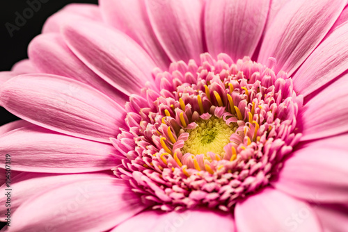 Gerbera, close-up, macro.