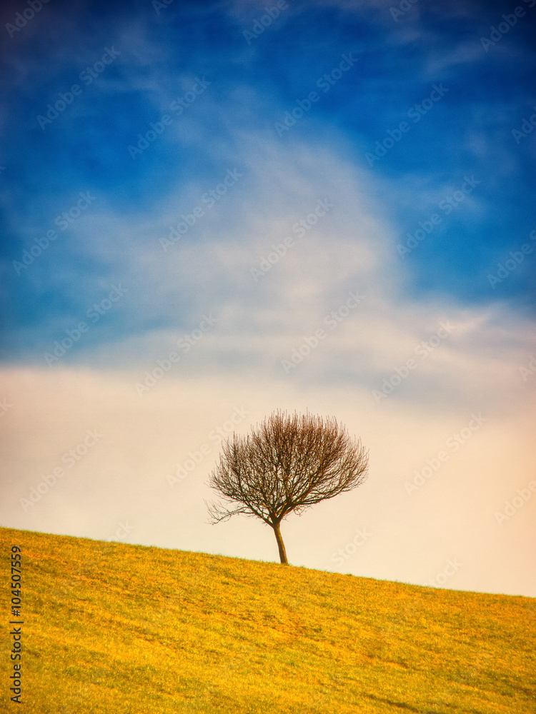 lonely tree (299)
