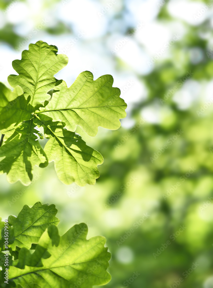 fresh green leaves with copy space. Green oak leaves in the sun with selective focus and defocused background. Nature background in spring.