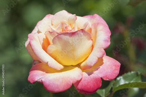 Flor de rosal bicolor rosa y amarillo