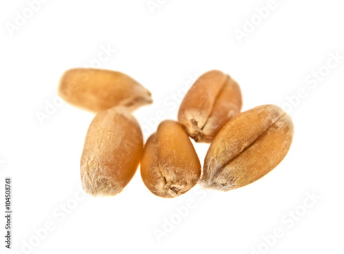 Grain of the wheat on a white background, close up