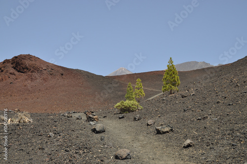 Weg an der  Montana de la Botija, Teneriffa photo