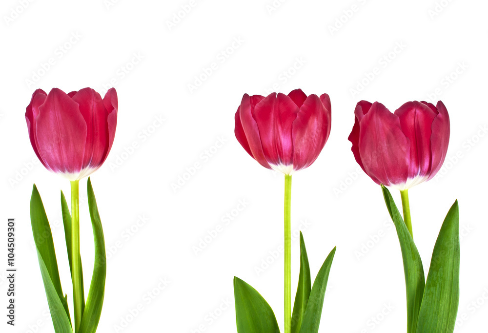 Tulip flowers isolated on white background Tulip flowers isolated on white background