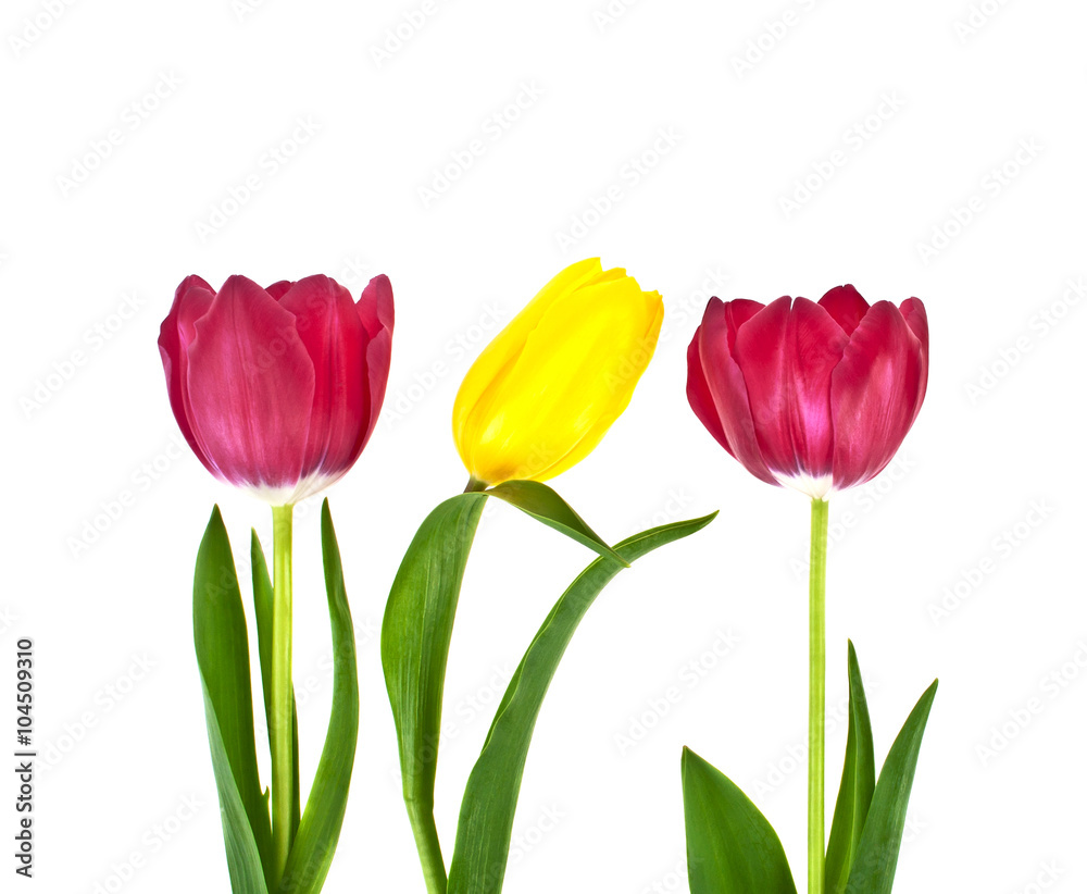 Tulip flowers isolated on white background Tulip flowers isolated on white background