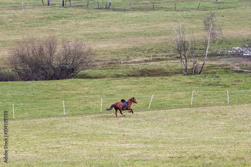 Bild auf Leinwand horse running in Gallopp over the green meadow with saddle