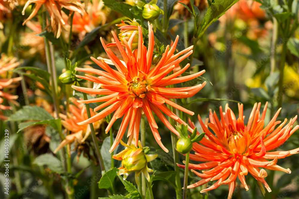 Close up of orange dahlia flowers in garden Close up of orange dahlia flowers in garden