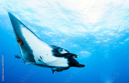 Manta Ray