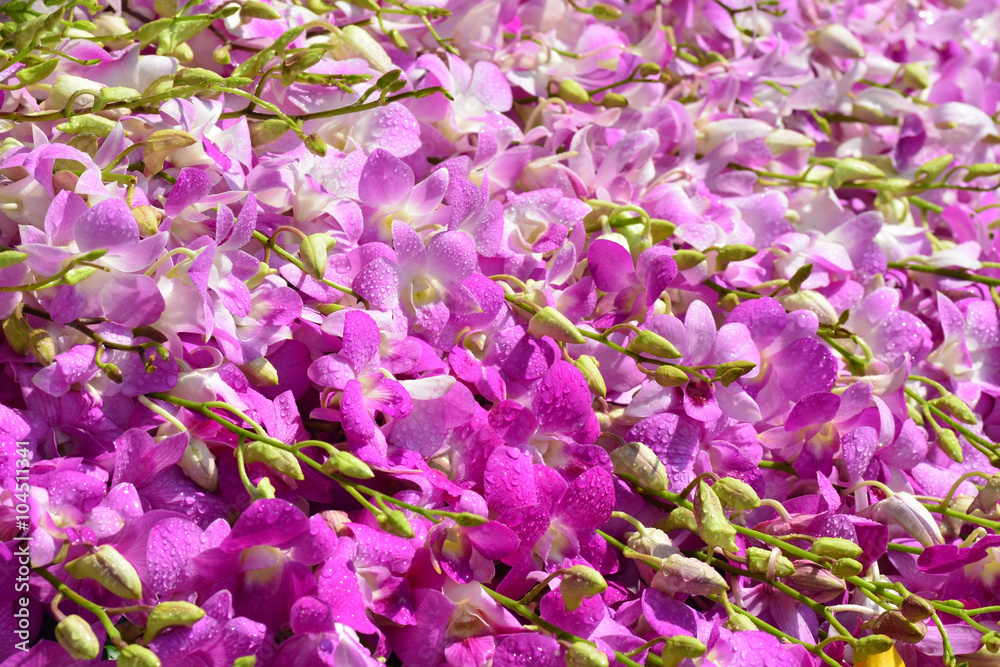 Obraz premium Beautiful Pink Orchid Background